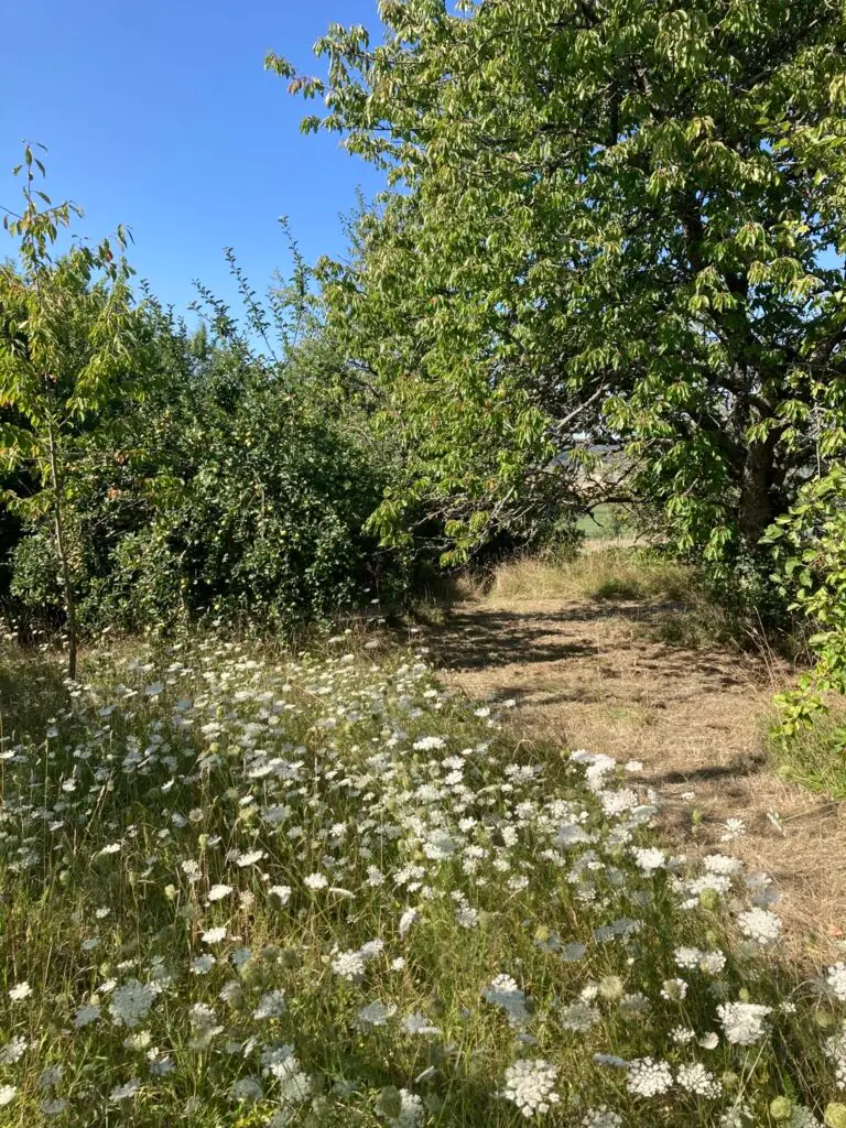 boomgaard met appelbomen kersenboom pruimenbomen, oogst gebruiken we voor het restaurant.