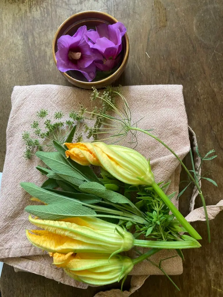 courgettebloem kruiden hibiscusbloem